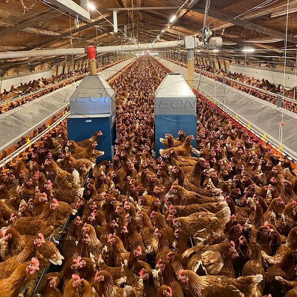 Automatisk Free Range Layer Flooring System